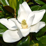 Live Sweetbay Magnolia Plant, 6-12 Inch Ornamental Tree, 4 Inch Pot Size