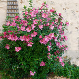 Live Pink Rose Of Sharon Shrub In Pot, Hardy Hibiscus, 6-13 Inches Tall
