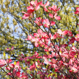Deciduous Pink Dogwood Tree, Spring Blooms For Landscapes, 2.5 Inch Pot