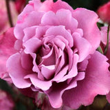 Live Purple Rose Bush For Garden Planting, Fragrant Blooms, 5-10 Inches