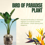 Live Yellow Bird Of Paradise, 5-9 Inch Tropical Flower Houseplant Plant