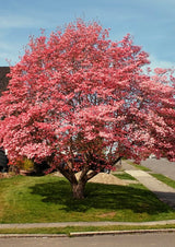 Pink Flowering Dogwood Tree, 6-12 Inches Tall In A 2.5 Inch Pot, Live Plant