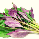2 Live Okinawa Spinach Plants, 4-8 Inch Vegetable Plants For Garden Spaces