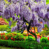 Live Purple Wisteria Vine For Containers, 6-12 Inches Tall, 2.5 Inch Pot