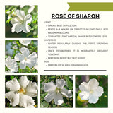 White Rose Of Sharon Live Shrub, 6-13 Inch Potted Garden Hibiscus Plant