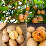Live Sapodilla Fruit Tree, 6-10 Inches Tall, Well Rooted, Half Gallon Pot