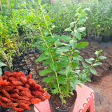 3 Live Goji Berry Trees, Sweet Fruit Bush Starter Plants, 3-6 Inches Tall