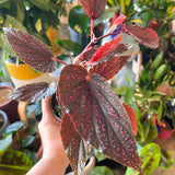 2 Live Pink Spot Begonia Maculata Plants, Angel Wing, 5-9 Inches Tall Set