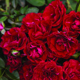 Fragrant Red Live Rose Plant, Bare Root Hardy Flower, 5 To 9 Inches Tall