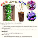 Live Silver Dollar Hydrangea Shrub, Landscape Flower Plant In 4 Inch Pot