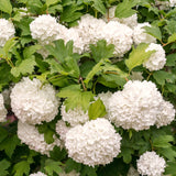 Live Japanese Viburnum Shrub, 2.5��� Pot For Outdoor Hedges And Landscaping