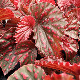 3 White Pink Spot Begonia Maculata Live Plants, Angel Wing, 5-9 Inches Tall