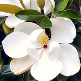 Live Sweetbay Magnolia Tree, Ornamental Garden Plant, 6-14 Inches Tall