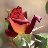 Live Dark Night Rose Bush, 5-10 Inch Tall Starter Plant, Fragrant Blooms