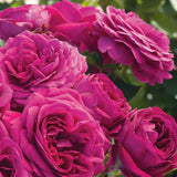 Fragrant Purple Climbing Rose Bush, Live Bare Root Plant For Indoor Outdoor