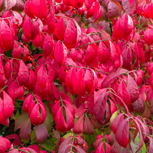 10 Live Burning Bush Plants, 4-8 Inch Tall, Shrubs For Landscape Borders
