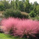 2 Pink Muhly Grass Live Plants, 5-9 Inch Perennial Ornamentals For Gardens