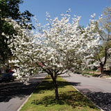 Live White Flowering Dogwood Tree, 10-16 Inches Tall In Quart Nursery Pot