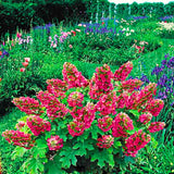 Compact Garden Hydrangea Live Shrub, Ruby Slipper, Plant In 4 Inch Pot