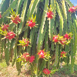 Outdoor Tropical Fruit Tree, Live Red Dragon Fruit Plant In 4 Inch Pot