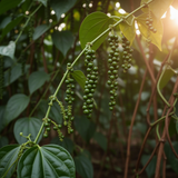 2 Live Black Pepper Plants, 3-6 Inch Tropical Climbing Vines, Starters