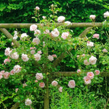 2 Climbing Rose Plants, Yellow, Pink, Red Or White, Blooming And Rooted