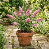 Buddleia Pink Butterfly Bush, 4-7 Inch Perennial Shrub For Container Use