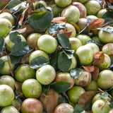 Live Star Apple Caimito Fruit Tree, 6-10 Inches Tall, Half Gallon Potted
