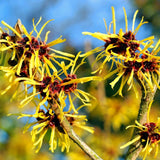 10 Live Yellow Witch Hazel Shrubs, Bare Root Plants For Outdoor Landscapes
