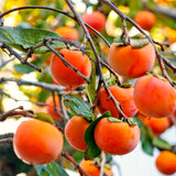 Live Persimmon Fruit Tree In Quart Pot, 6-12 Inches, For Backyard Orchard