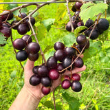 2 Black Muscadine Grape Live Vines, 5-8 Inch Tall Fruit Plants For Growing