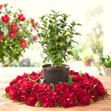 Live Red Rose Of Sharon Bush, 6-14 Inch Potted Purple Hibiscus Garden Shrub