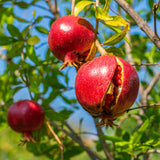 Live Red Pomegranate Tree For Patios, 8-12 Inches Tall, Half Gallon Pot