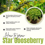 Live Star Gooseberry Tree, 18-26 Inch Fruit Shrub, Potted Outdoor Plant