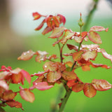 Live Pink Salmon Rose Plant, Fragrant Flowers, Bare Root, 5-9 Inches Tall