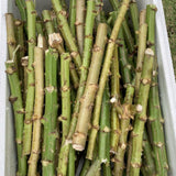 5 Cassava Yuca Cuttings For Garden, 6-10 Inch Live Manihot Esculenta Stems