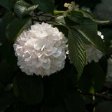 2 Potted Japanese Snowball Viburnum, White Flowering Shrubs, 8-10 Inch