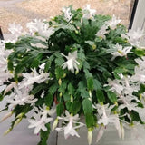 Indoor White Christmas Cactus Live Plant, 3-6 Inch Tall Flowering Plant