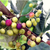 Live Sherbet Berry Fruit Tree For Planting, Well-Rooted, 4-8 Inches Tall
