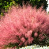 2 Live Ruby Muhly Grass Plants, 5-9 Inch Tall, Ornamental Perennial Accent