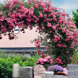 Live Climbing Rose Bush, Pink To Deep Pink Blooms, Fragrant, 5-9 Inches