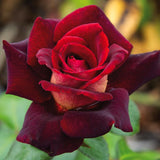 Dark Night Live Rose Plant, Fragrant Deep Red Blooms, 5-10 Inches Tall