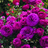 Live Climbing Rose Plant, 5-9 Inch Tall, Fragrant Flower, Bare Root Bush