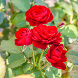 Live Red Heirloom Rose Shrub, 5-8 Inch Reblooming Garden Plant For Planting