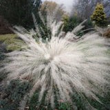2 Live White Muhly Grass Plants, 5-9 Inch Perennial For Garden Borders