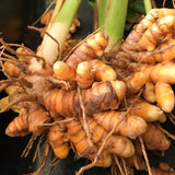 Live Curcuma Turmeric Plant, Yellow Root, 5-9 Inches Tall For Home Growing