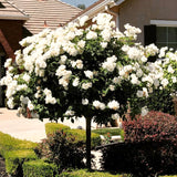 Live White Climbing Rose Plant, Flowering Bush For Indoor Or Outdoor Use