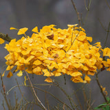Live Ginkgo Tree, 6-12 Inch Hardy Ornamental Plant For Garden Or Patio Use