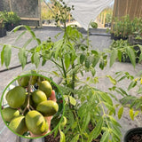 Live June Plum Tree In 1 Gallon Pot, 2-3 Feet Tall, For Garden Planting