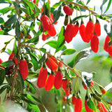 Live Red Goji Berry Plant, 5-9 Inches Tall, For Containers And Gardens
